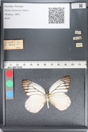 Media type: image;   Entomology 130512